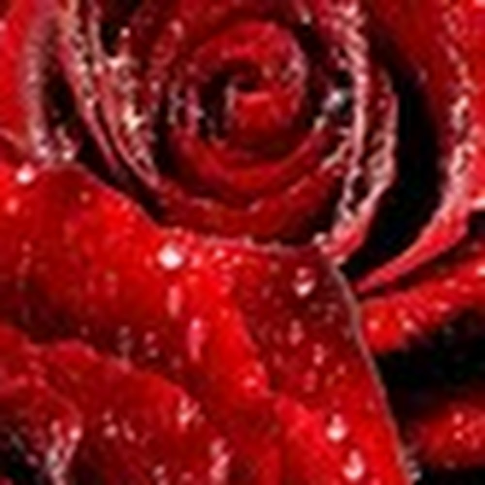 Meet your Posher, Rosie